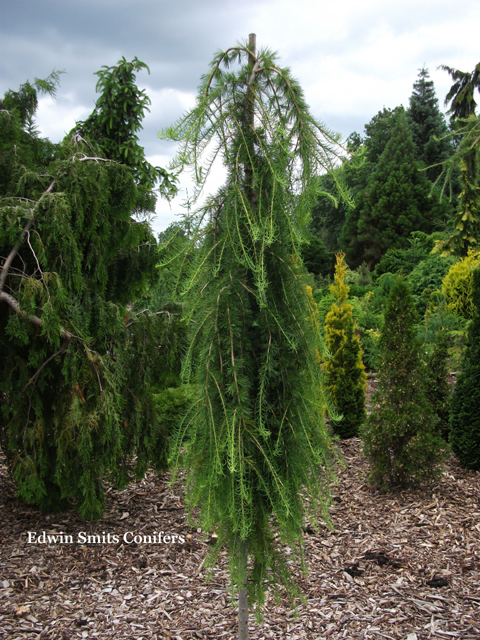 Larix decidua 'Puli'